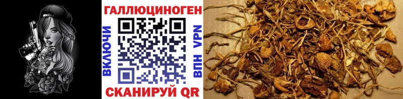mega ONION  где купить наркотик  Будённовск  Псилоцибиновые грибы Magic Shrooms 
